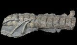 Articulated Ichthyosaur Vertebra - Port Mulgrave, England #62899-1